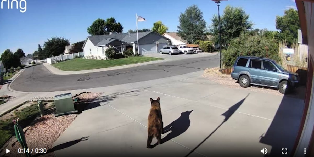 “This was not on my bingo card”: Black bear relocated after wandering through Grand Junction neighborhoods