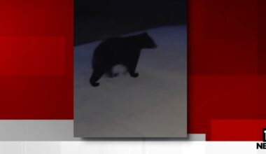Bear spotted in Northeast Ohio