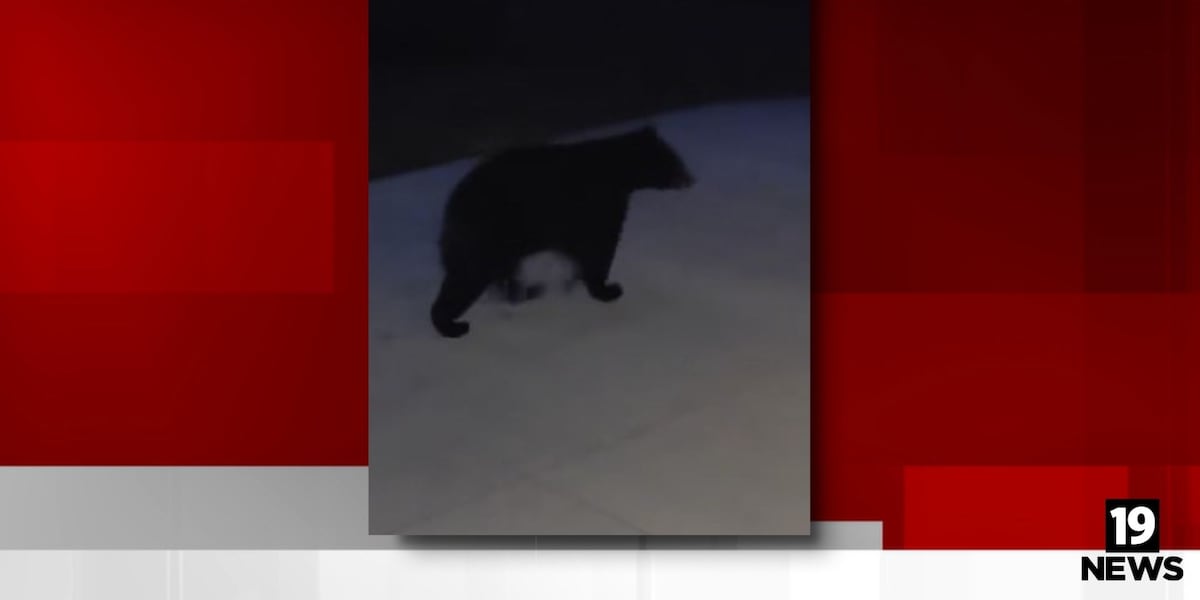 Bear spotted in Northeast Ohio
