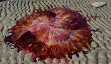 Giant jellyfish washes ashore at Lincolnville Beach