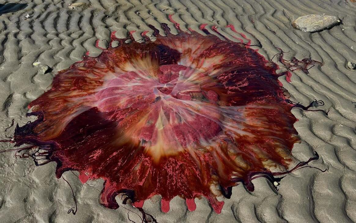 Giant jellyfish washes ashore at Lincolnville Beach