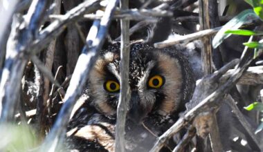 A female long-eared owl sits on her nest. The author was attracted to it by her bright yellow eyes.