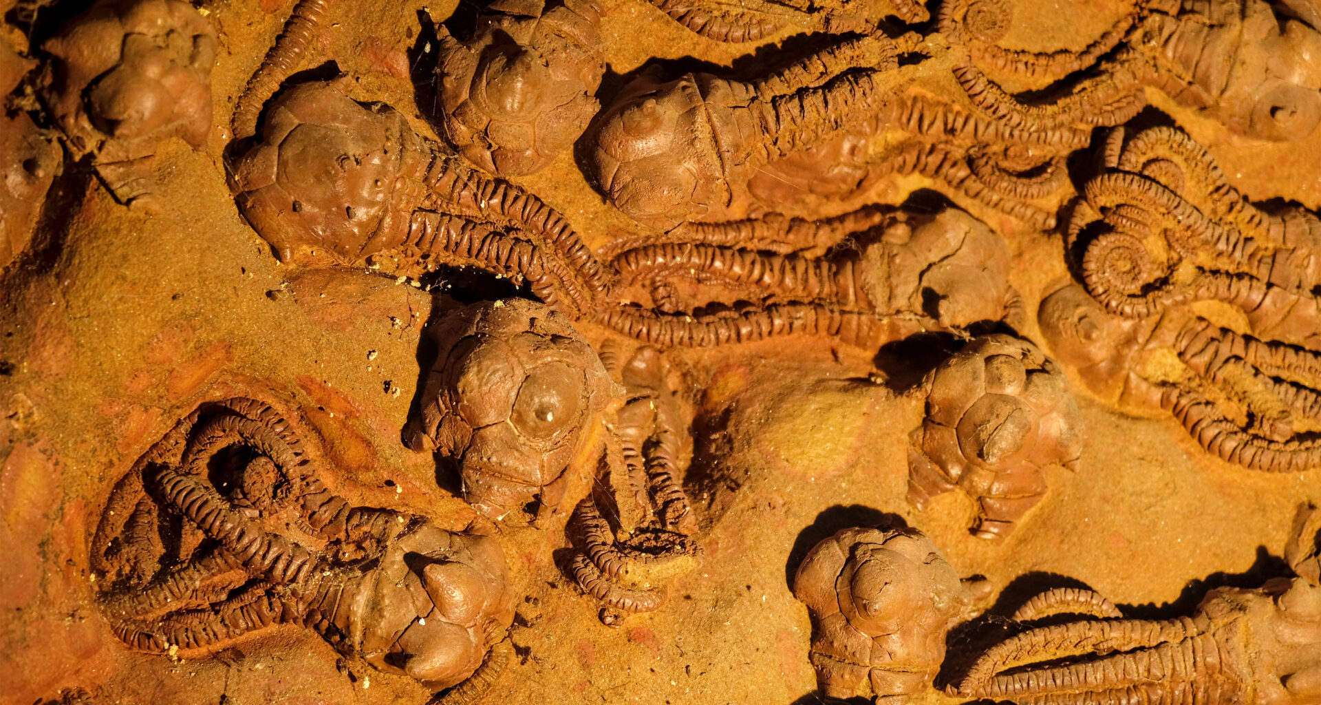 What happens when environmental change outpaces life’s ability to adapt? | MIT News