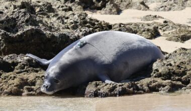 Hawaiian monk seal pup explores new home after relocation