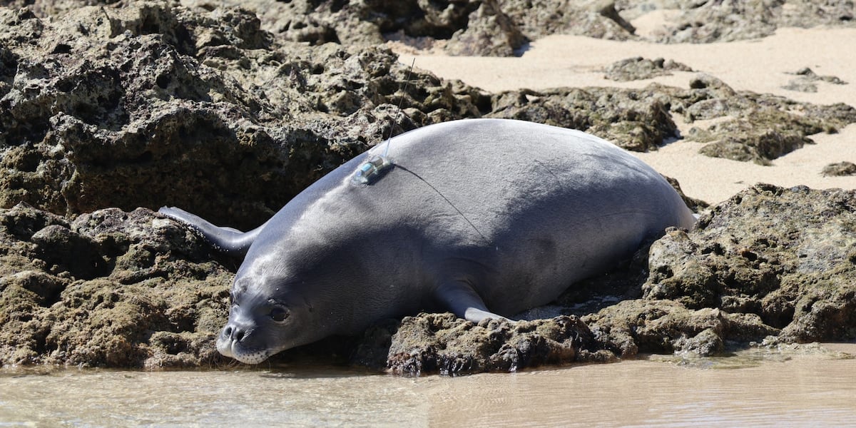 Hawaiian monk seal pup explores new home after relocation