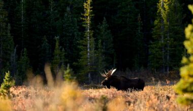 Moose are native to Colorado after decades of experts believing otherwise, CU Boulder research finds