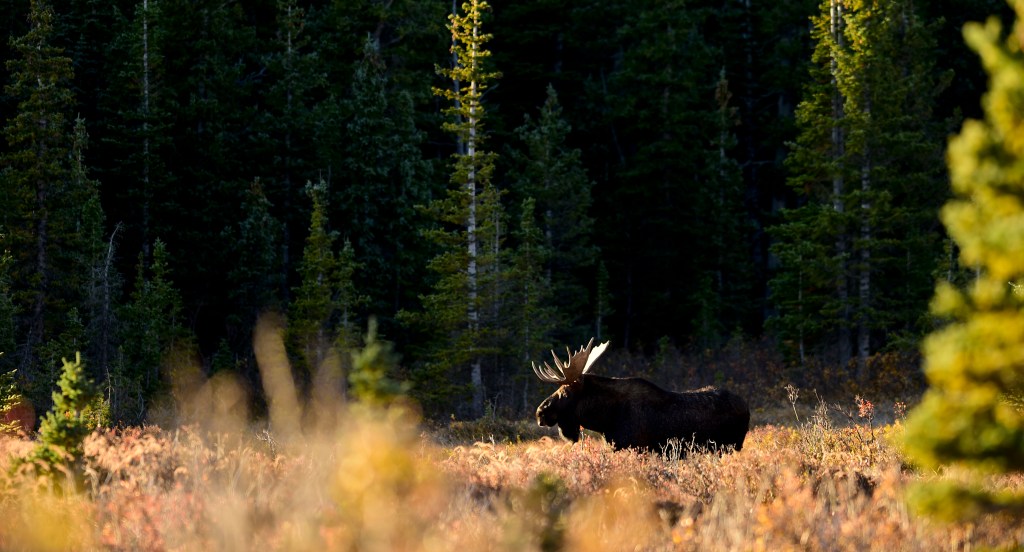 Moose are native to Colorado after decades of experts believing otherwise, CU Boulder research finds