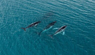 Humpback whales migrating in Australia.