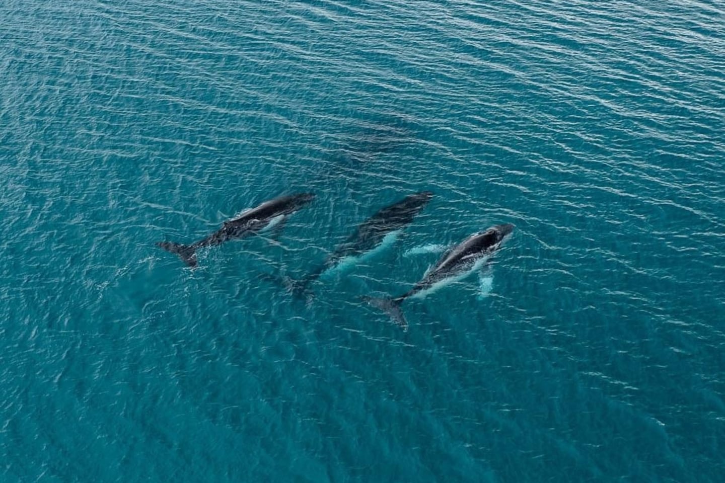 Humpback whales migrating in Australia.