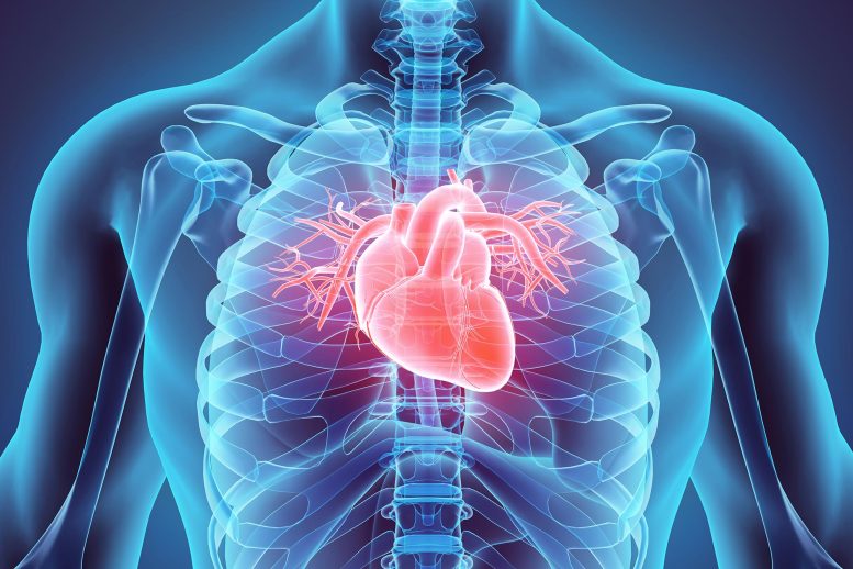 Male Medical Anatomy Human Heart Close
