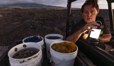 Decade Of Big Island's 'Try Wait' Moratorium Spurs Plenty Fish — And Poaching