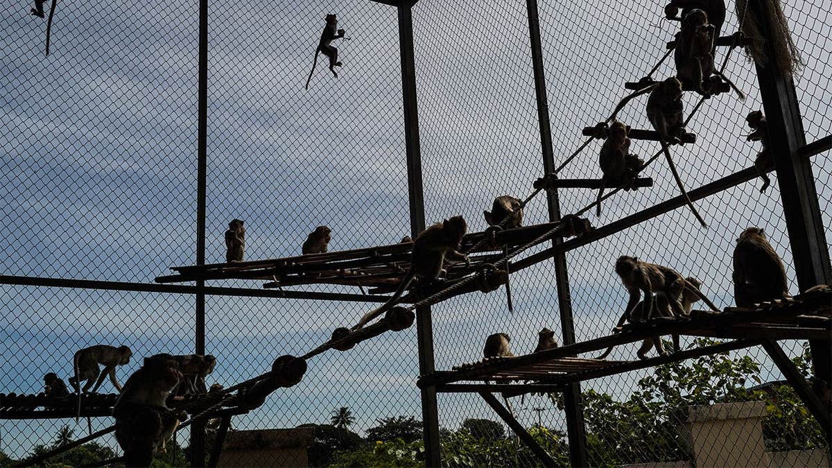 Monkeys wait to be fed inside an enclosure during the Monkey Banquet in Lopburi, Thailand
