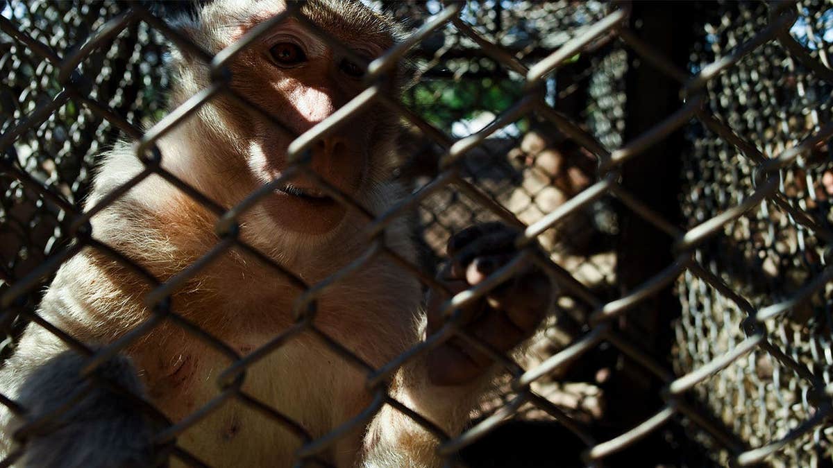 Captured monkey inside a cage during a sterilization program in Lopburi, Thailand.