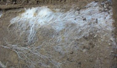 Scientists Set Out to Map Underground Fungal Networks, Find They Cover 62 Quadrillion Miles