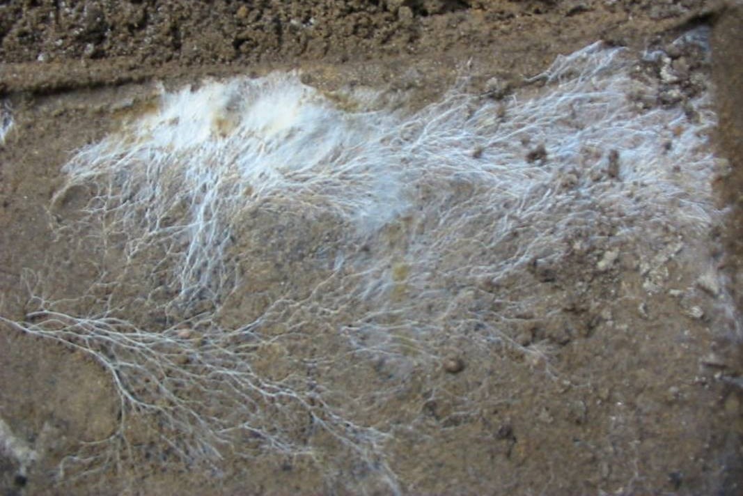 Scientists Set Out to Map Underground Fungal Networks, Find They Cover 62 Quadrillion Miles
