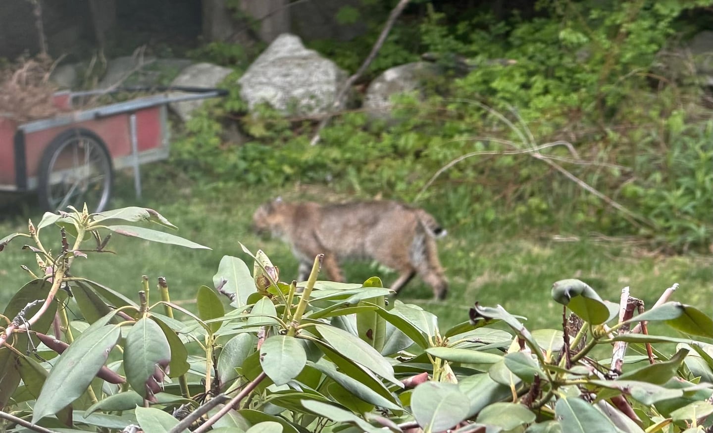 The writer spotted this bobcat in her side yard in Northampton.