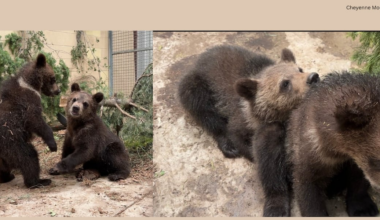 ‘For us, it’s bittersweet’: Cheyenne Mountain Zoo welcomes two orphaned grizzly bear cubs