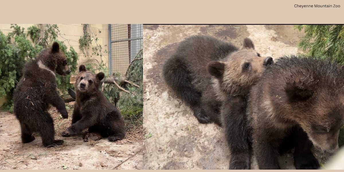 ‘For us, it’s bittersweet’: Cheyenne Mountain Zoo welcomes two orphaned grizzly bear cubs