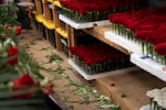 Flowers are stocked for the Portland Rose Festival at a warehouse in Portland, Ore., on June 4, 2026.