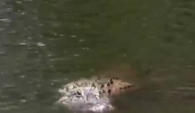 Alligators spotted near Huntsville neighborhoods