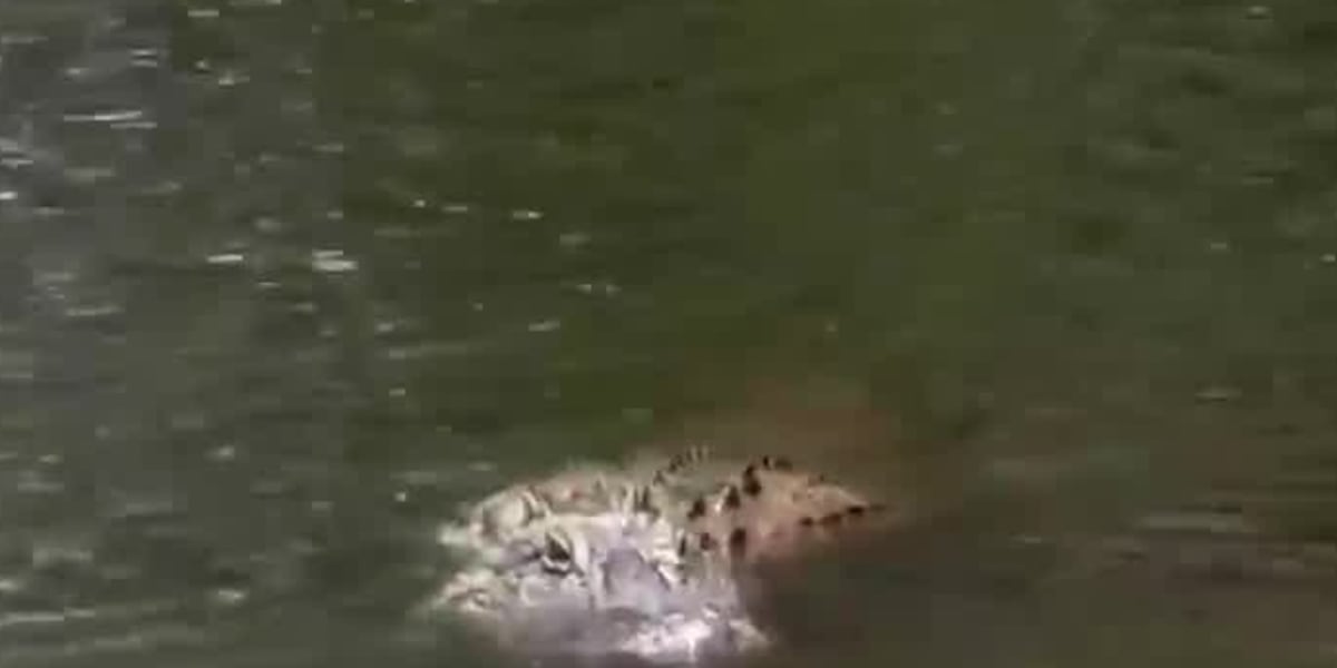 Alligators spotted near Huntsville neighborhoods