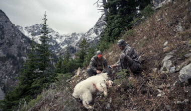 Wanted dead or alive: The Teton Range’s few remaining mountain goats