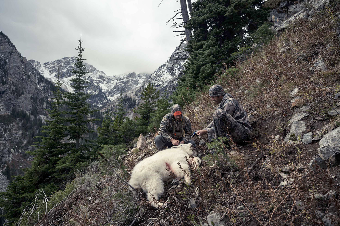 Wanted dead or alive: The Teton Range’s few remaining mountain goats