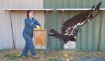 FILE — Yurok Wildlife Department Technician Sandra Hahn releases condor B9 into the Tribe's management facility.