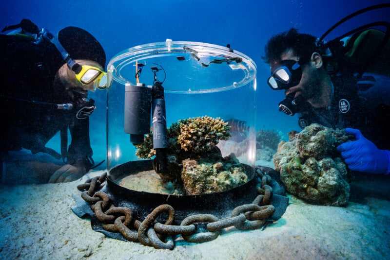 Two scuba divers observe a transparent underwater research chamber with sensors and coral inside, placed on the seafloor and secured with a large chain. One diver holds a piece of coral.
