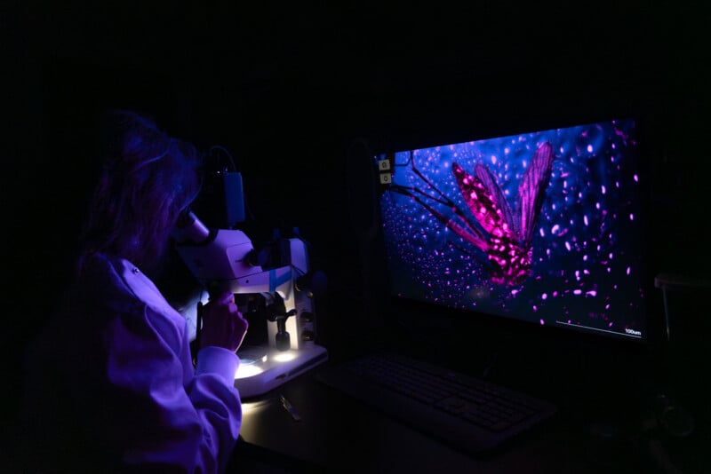 A scientist in a lab coat looks into a microscope, while a computer monitor nearby displays a brightly colored, magnified image of an insect in purple and pink hues against a dark background.