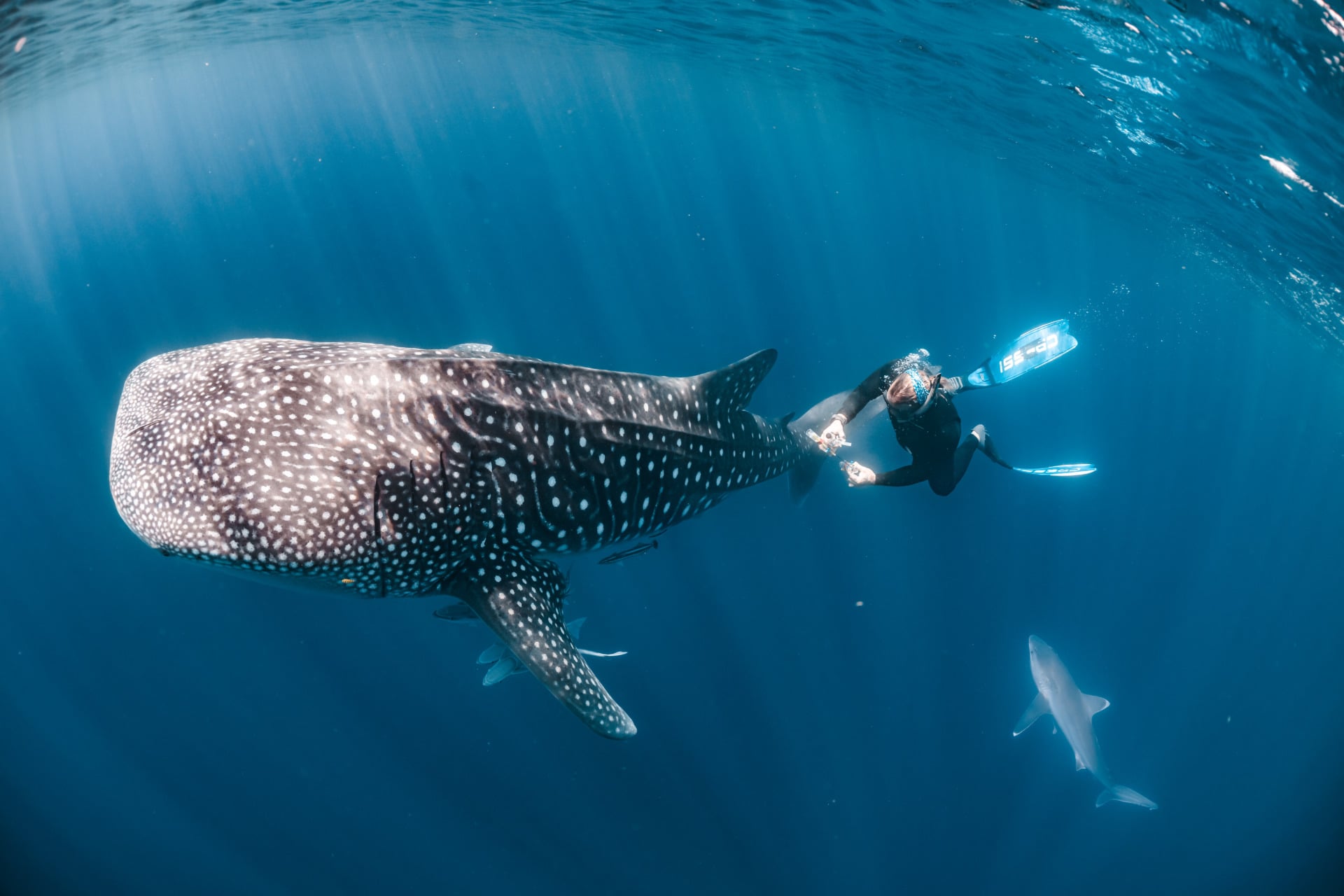 Nature Saw2026 Whale Shark Credit Rob Harcourt Hr