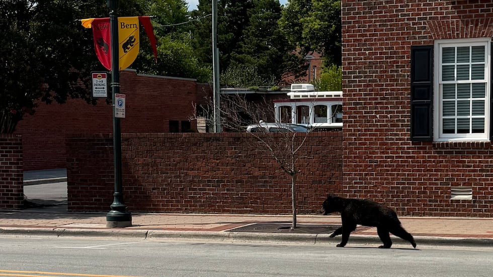 The bear was spotted this afternoon.