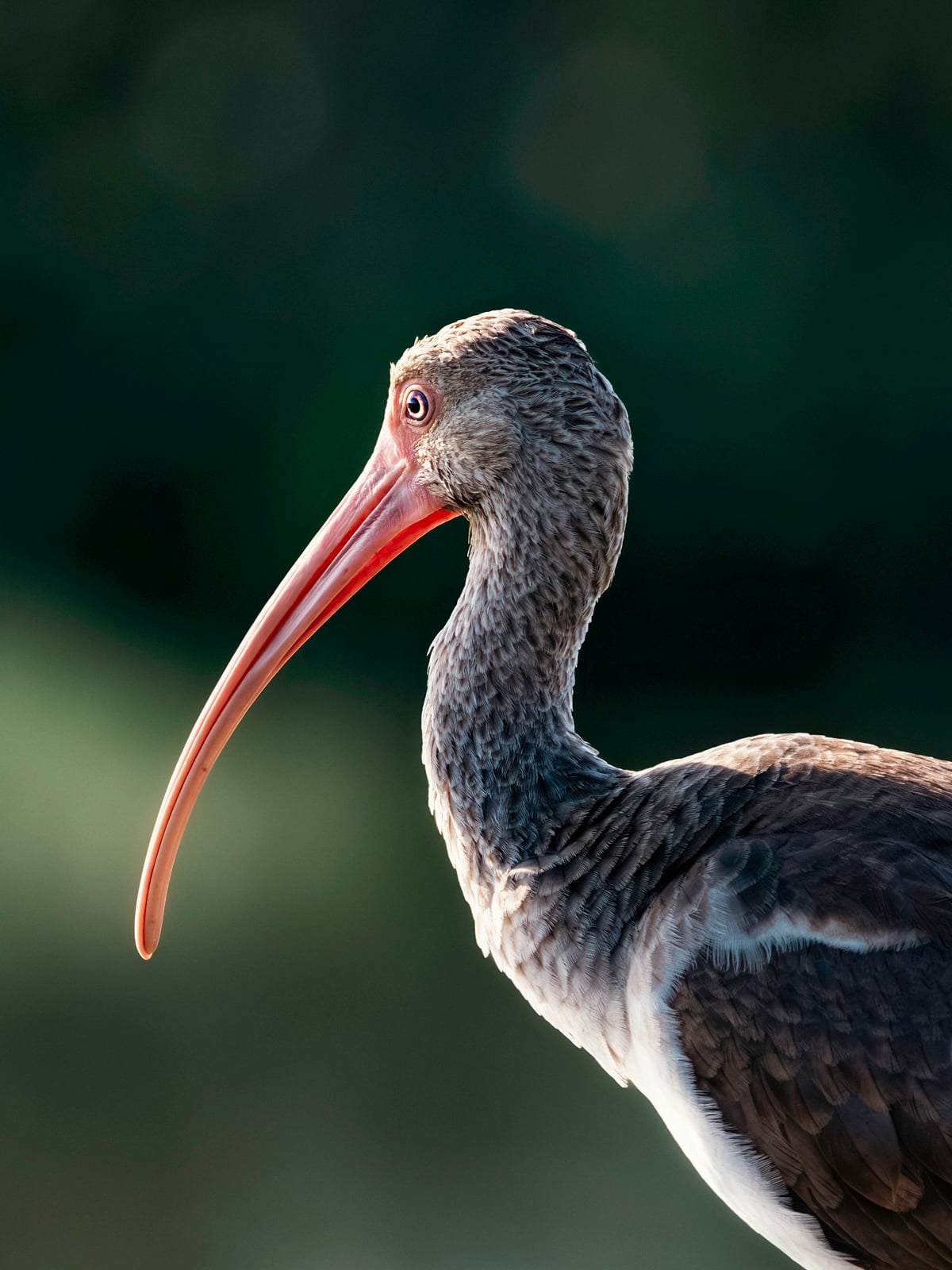 A close-up side profile of a bird with a long, curved orange beak, brown and white feathers, and a dark background.
