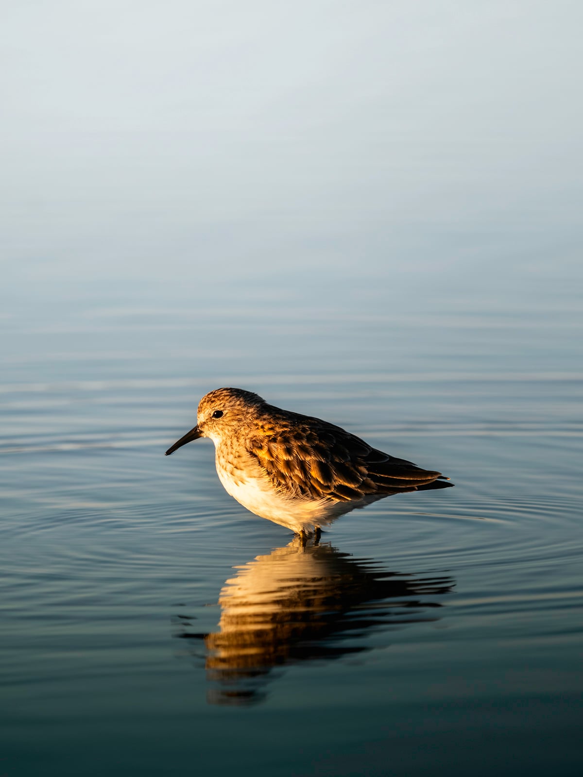 A small brown and white shorebird stands in calm, shallow water, creating a clear reflection on the smooth surface under soft natural light.