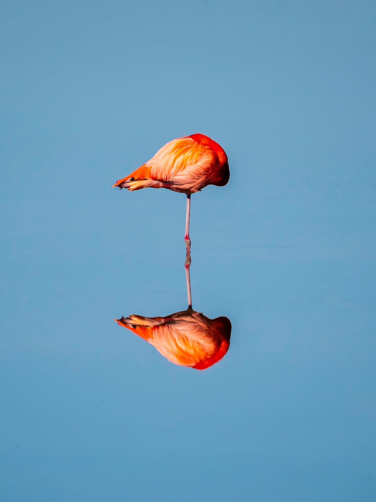A flamingo stands on one leg in calm blue water, its head tucked under its wing. The bird and its vibrant orange feathers are perfectly reflected in the still water below.