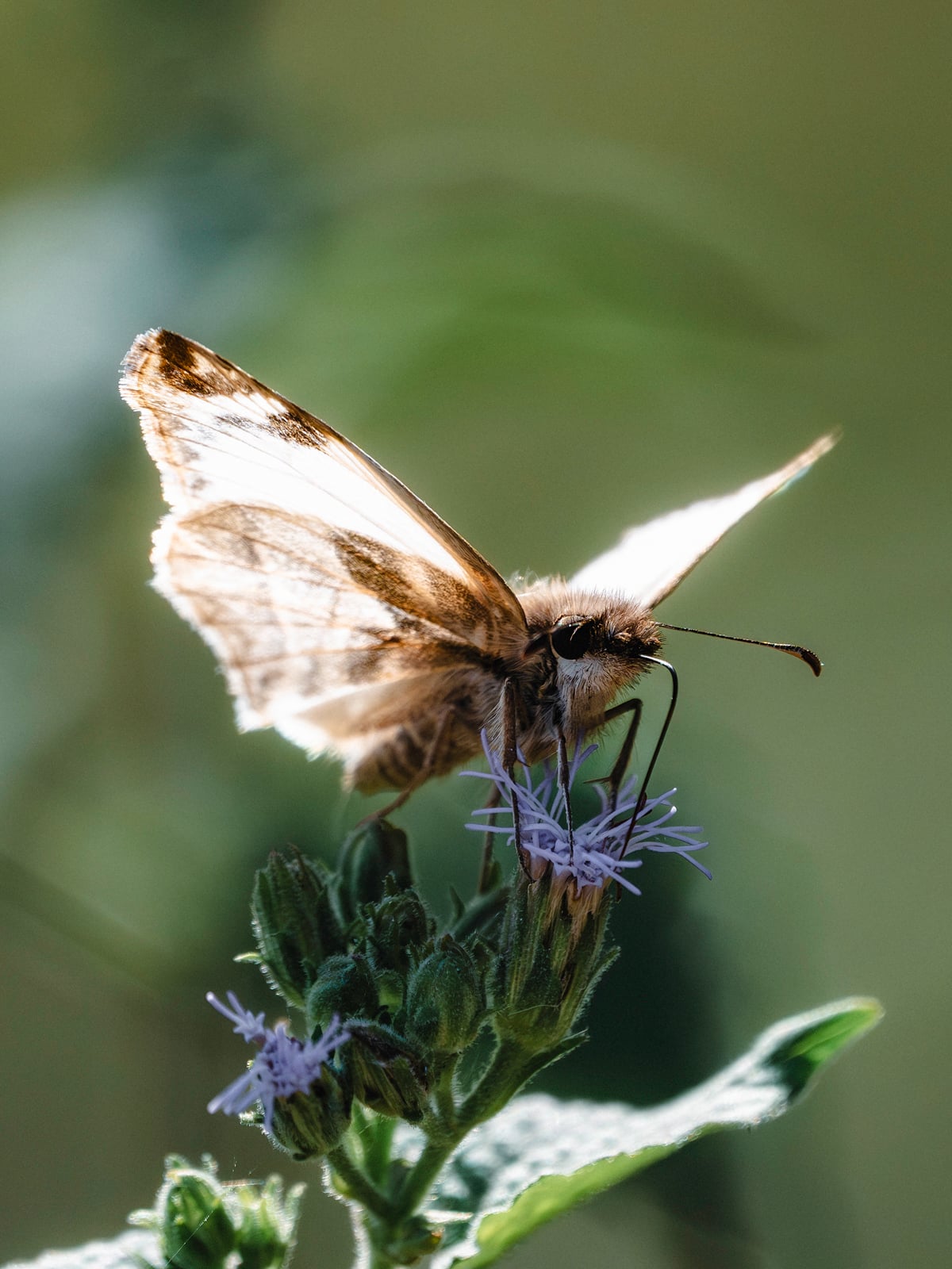 A close-up of a brown and white butterfly perched on a purple wildflower, with its wings partially open and a blurred green background.