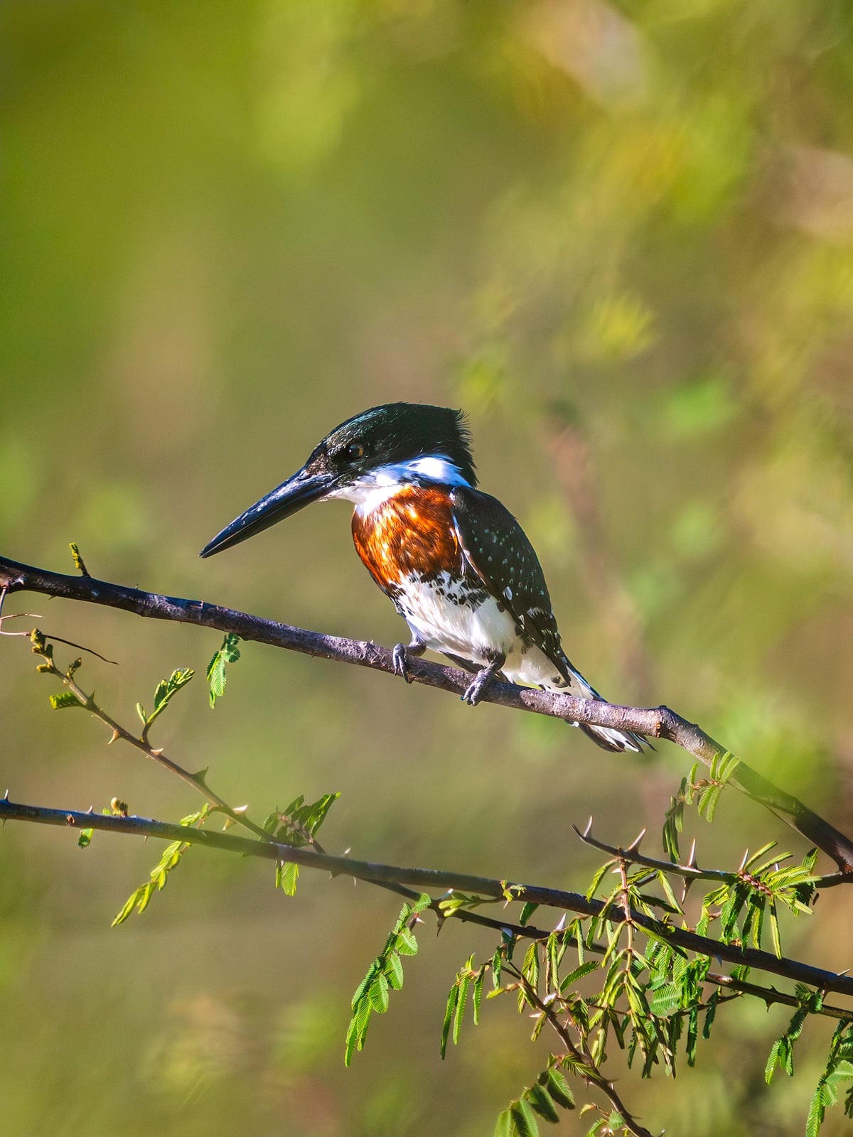 A small bird with a dark green head, white collar, rusty orange chest, and speckled wings perches on a thin branch surrounded by green foliage against a blurred background.