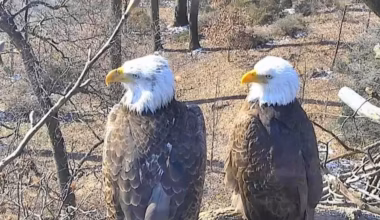 D.C.'s most famous bald eagles have no baby this year