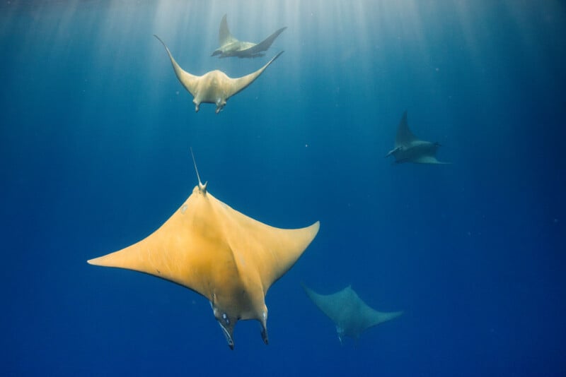 A group of manta rays glides gracefully through deep blue water, illuminated by sunrays filtering down from above. The largest manta ray is closest to the camera, displaying its wide yellowish wings.