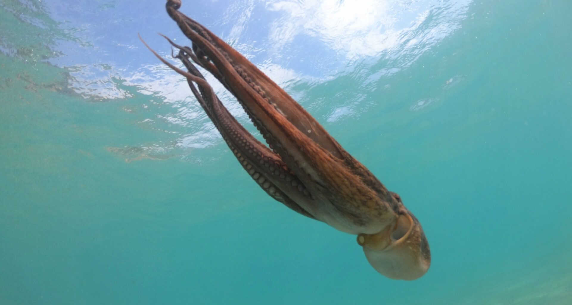 Octopuses can use mirrors to locate hidden prey