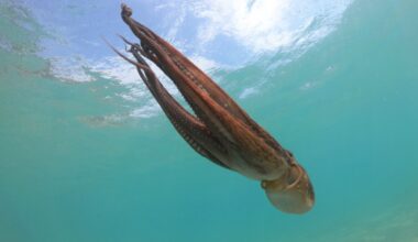 Octopuses can use mirrors to locate hidden prey
