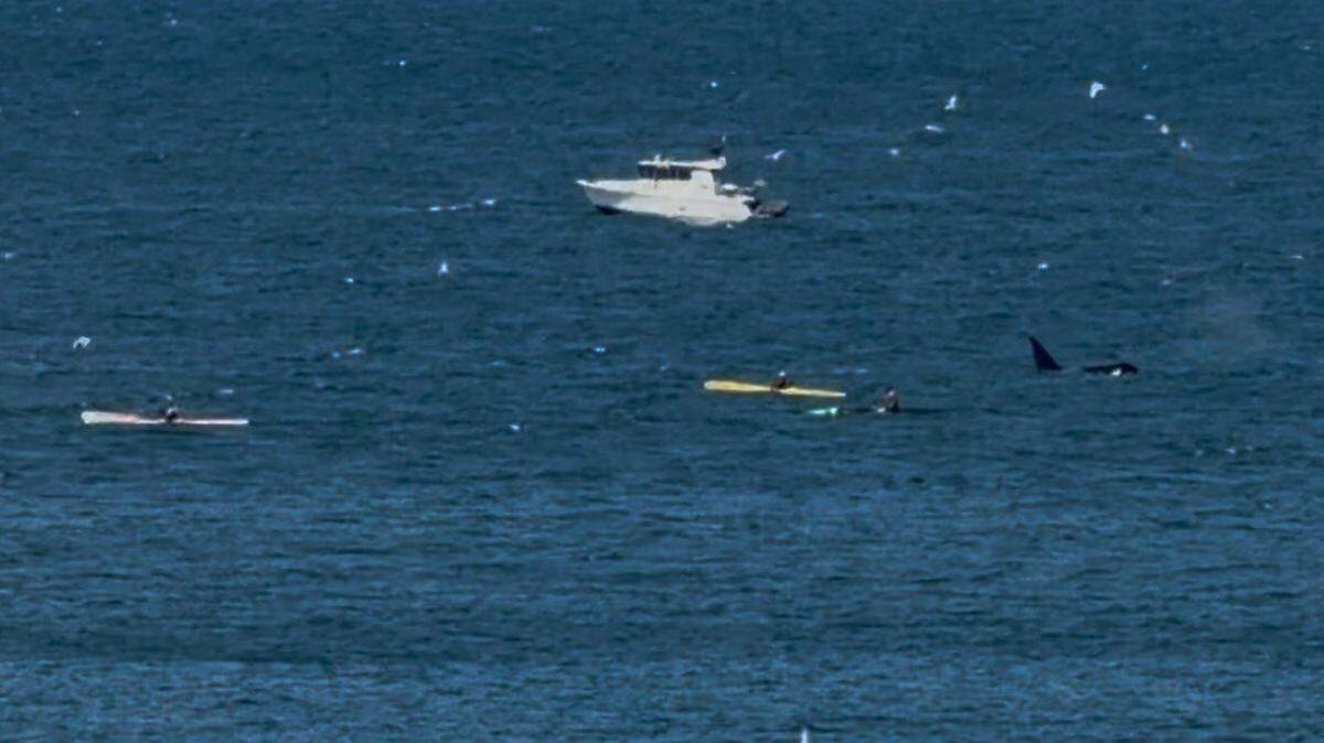 Orca whales spotted swimming in Bellingham Bay