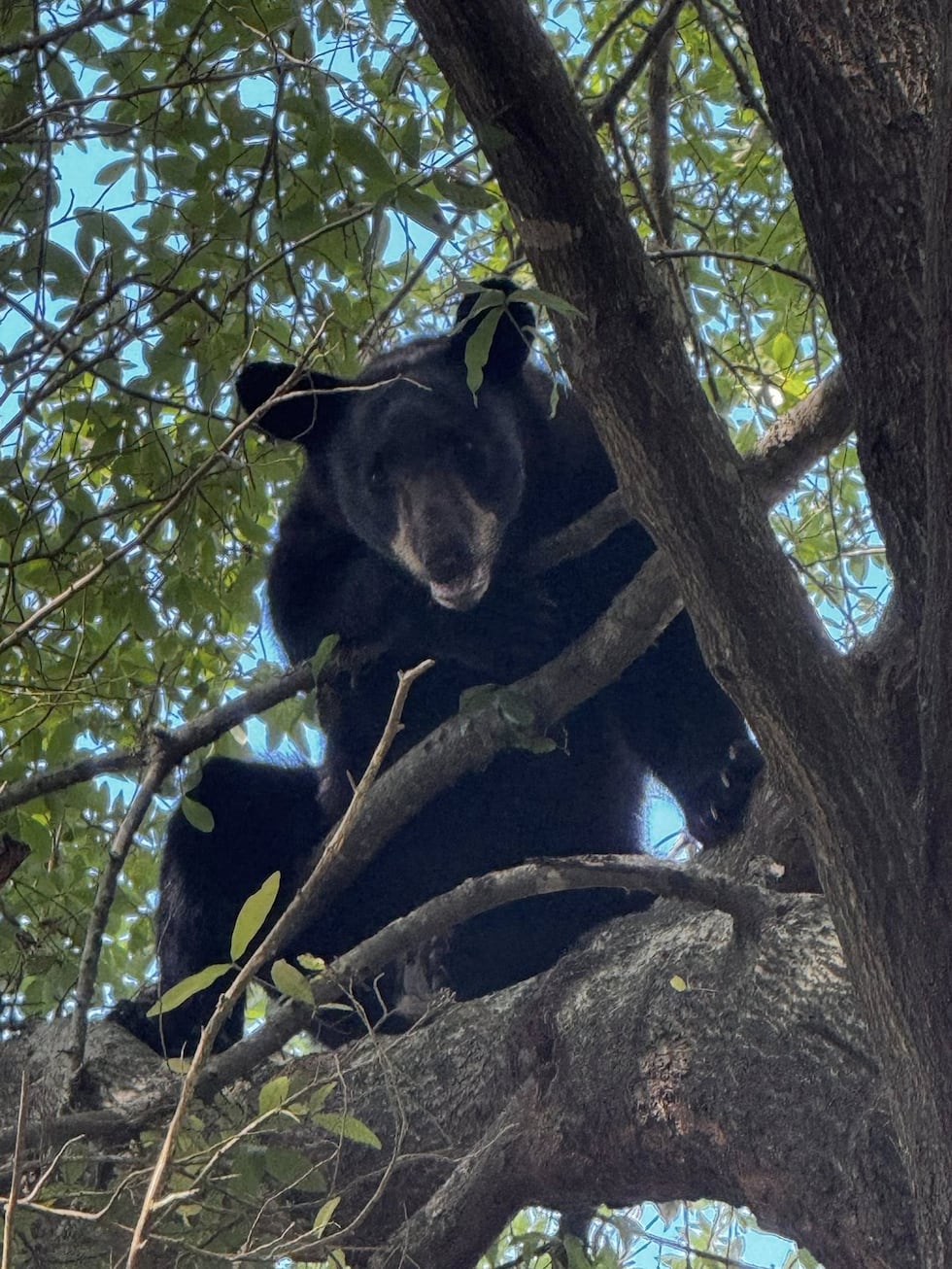 The Hartford Police Department said Alabama State Game Wardens handled the bear’s extraction...