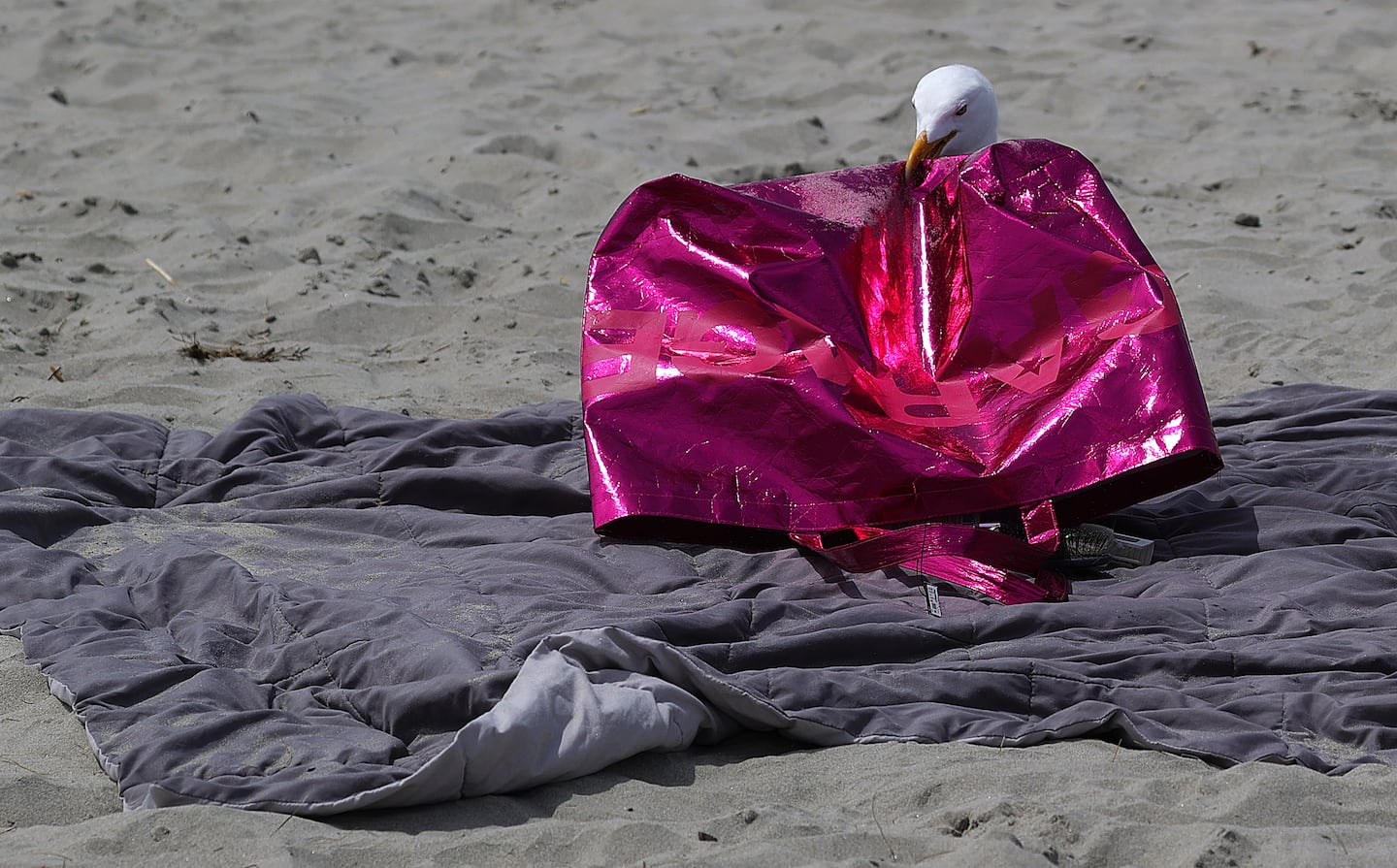 A sea gull attempted to empty some unattended baggage.