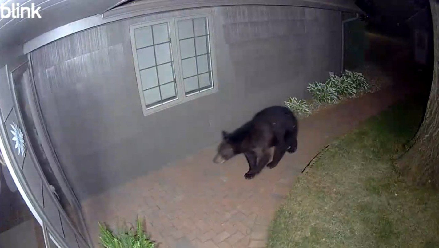 Black Bear spotted in Austin - ABC 6 News