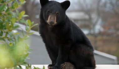 Bear sighting reported in Rocky Hill neighborhood, police say