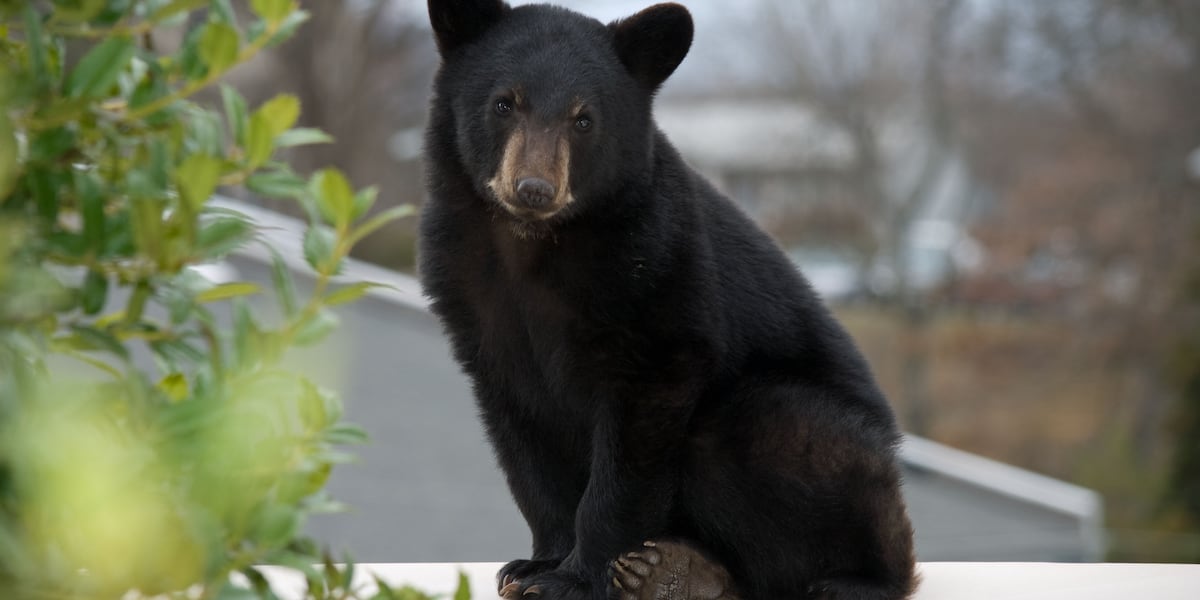 Bear sighting reported in Rocky Hill neighborhood, police say