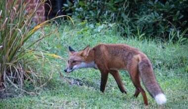 Baltimore officials warn of rabid foxes found in Roland Park