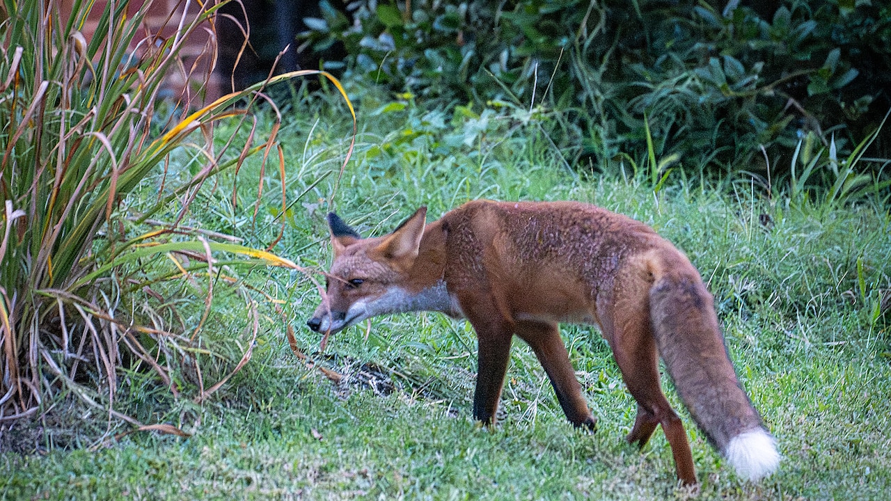 Baltimore officials warn of rabid foxes found in Roland Park