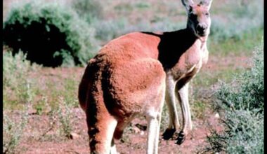 Missing kangaroo found in Richmond